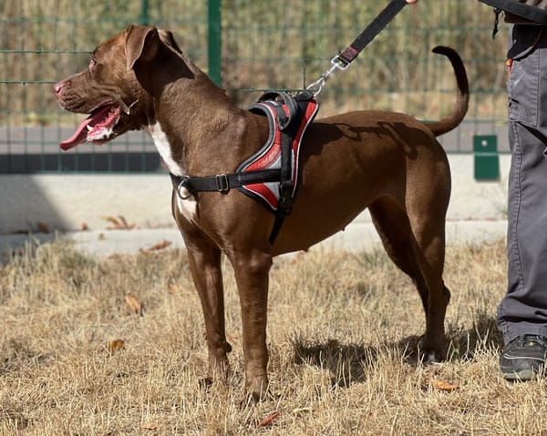 ATHENA