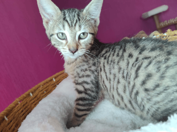 SUKI (Réservée)