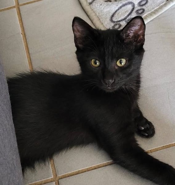 REGLISSE