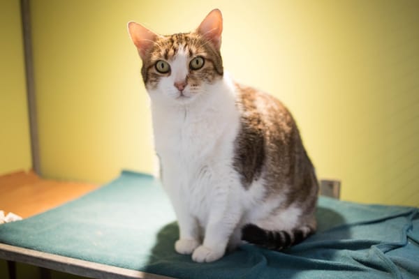 SPEEDY A17531