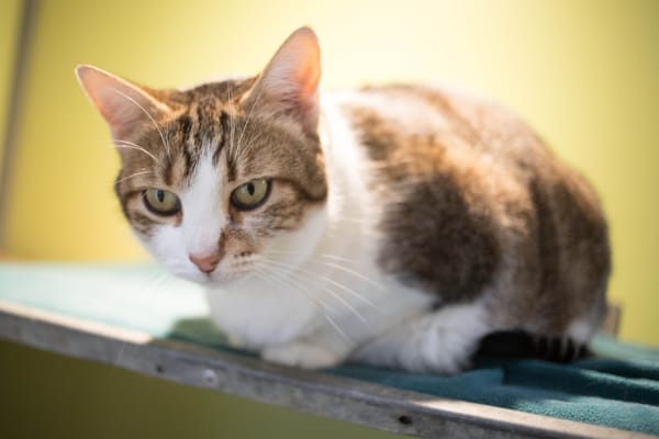 SPEEDY A17531