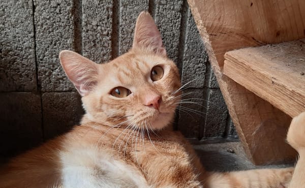Garfield