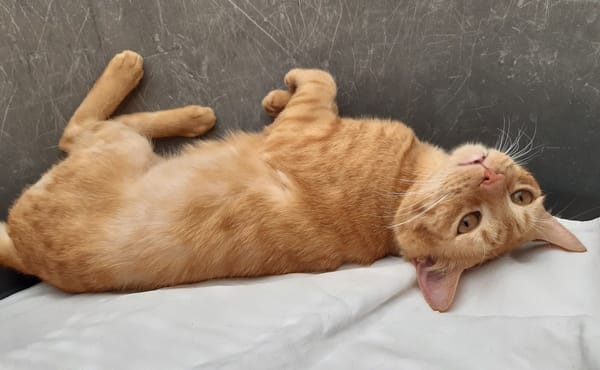 Garfield