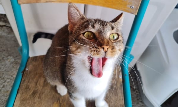 CRAPETTE (a trouvé sa famille)