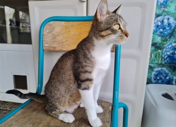 CRAPETTE (a trouvé sa famille)