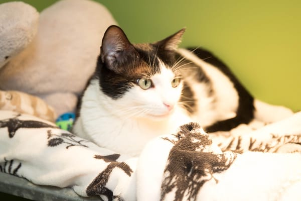 TINA A17491