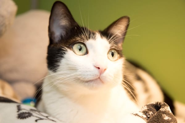 TINA A17491