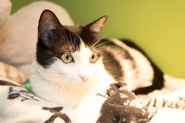 TINA A17491