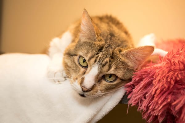 POUPETTE (RESERVEE) A17431