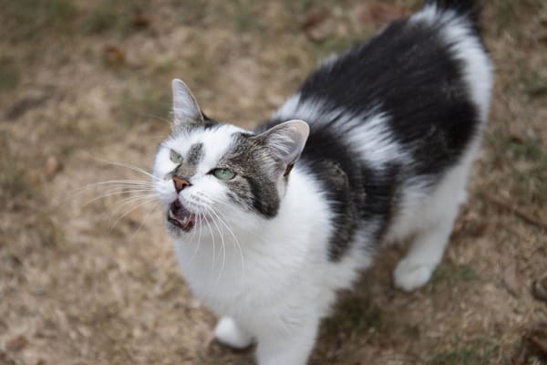 JASMINE A17378