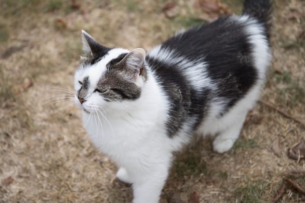 JASMINE A17378