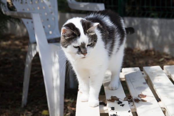 JASMINE A17378