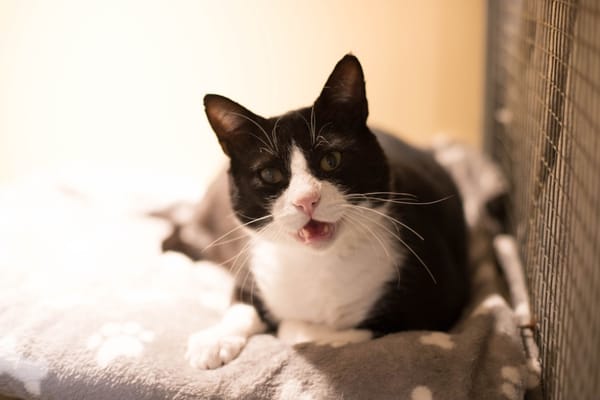 OSCAR A17365