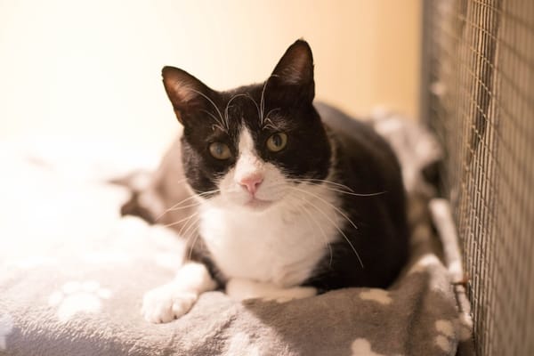 OSCAR A17365