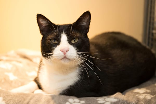 OSCAR A17365
