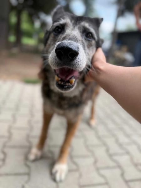Merlin