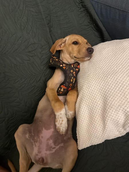 INDIE (MARTINA)