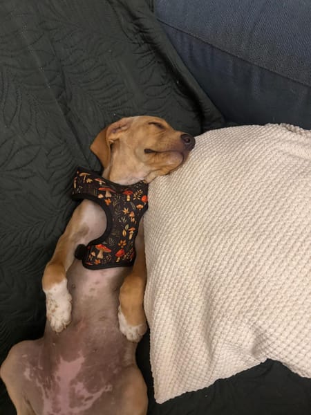 INDIE (MARTINA)