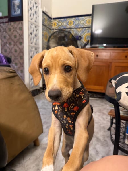 INDIE (MARTINA)