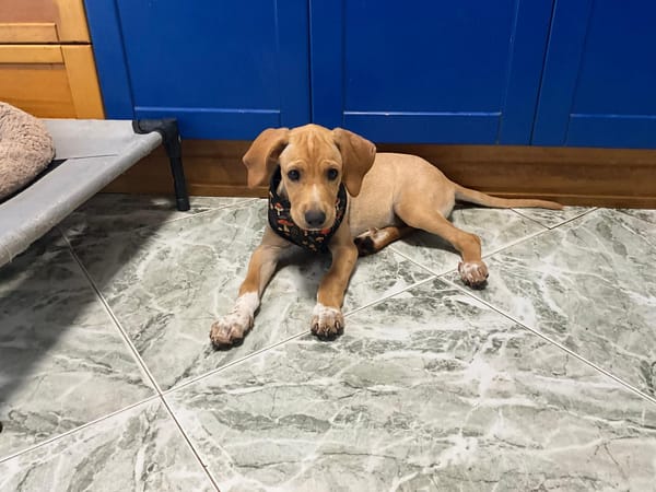 INDIE (MARTINA)