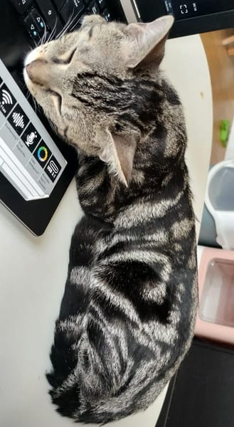 SARTRE À ADOPTER AVEC UN CHAT DÉJÀ PRÉSENT CHEZ VOUS