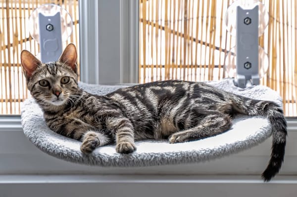 SARTRE À ADOPTER AVEC UN CHAT DÉJÀ PRÉSENT CHEZ VOUS