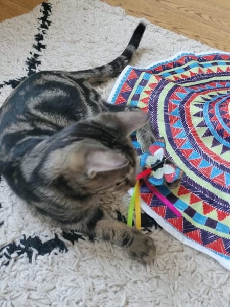 SARTRE À ADOPTER AVEC UN CHAT DÉJÀ PRÉSENT CHEZ VOUS