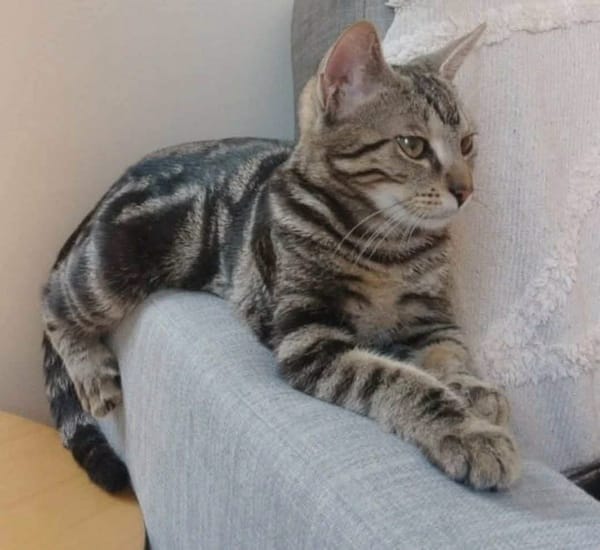 SARTRE À ADOPTER AVEC UN CHAT DÉJÀ PRÉSENT CHEZ VOUS