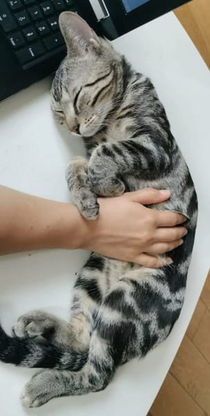 SARTRE À ADOPTER AVEC UN CHAT DÉJÀ PRÉSENT CHEZ VOUS