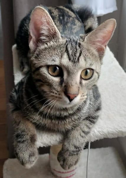 SARTRE À ADOPTER AVEC UN CHAT DÉJÀ PRÉSENT CHEZ VOUS