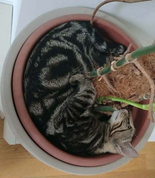 SARTRE À ADOPTER AVEC UN CHAT DÉJÀ PRÉSENT CHEZ VOUS