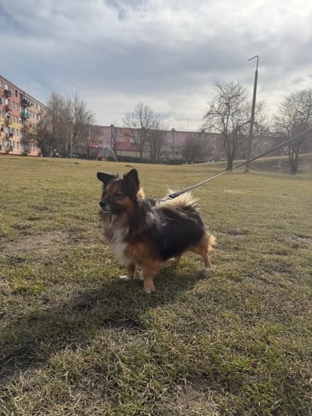 Borysek
