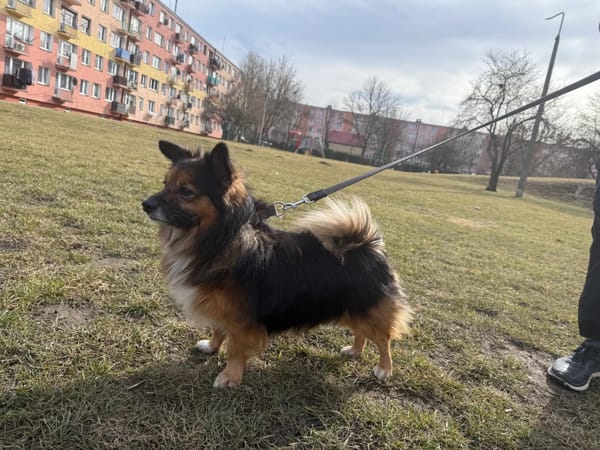 Borysek