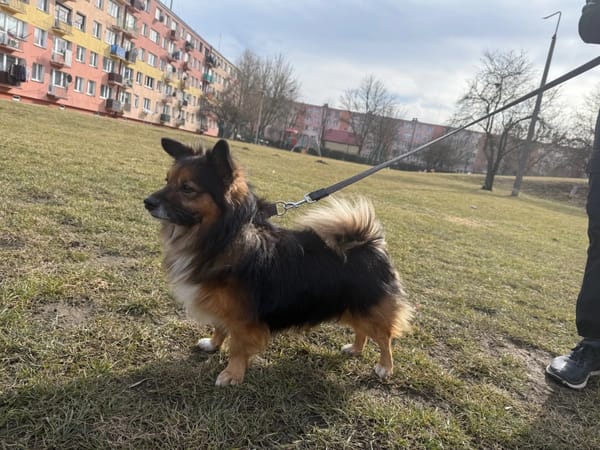 Borysek