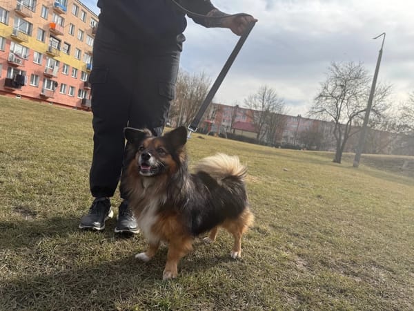 Borysek