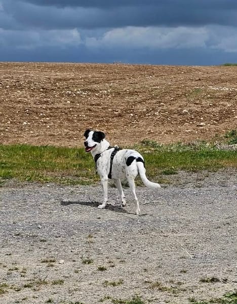 Vador l'adorable petit guerrier tripatte