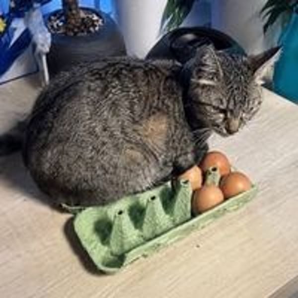 MIMICHE