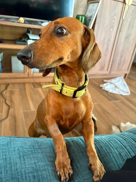 Winnie, la petite puce adorable