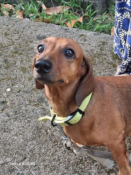 Winnie, la petite puce adorable