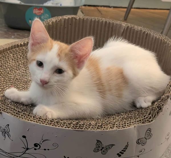 CHIMAMANDA À ADOPTER AVEC UN CHAT DÉJÀ PRÉSENT CHEZ VOUS