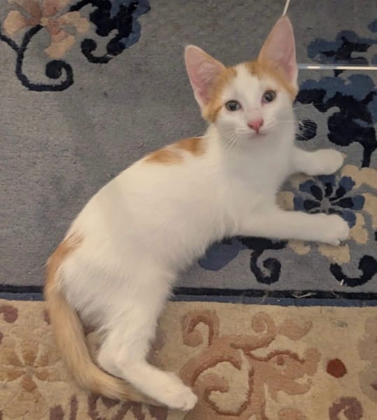 CHIMAMANDA À ADOPTER AVEC UN CHAT DÉJÀ PRÉSENT CHEZ VOUS