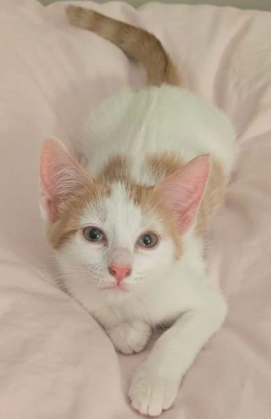 CHIMAMANDA À ADOPTER AVEC UN CHAT DÉJÀ PRÉSENT CHEZ VOUS