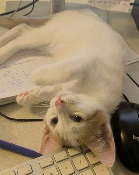 CHIMAMANDA À ADOPTER AVEC UN CHAT DÉJÀ PRÉSENT CHEZ VOUS