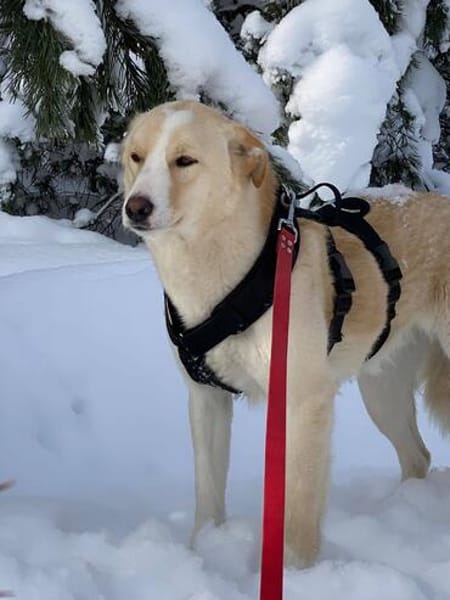 Woody sucht seine Familie