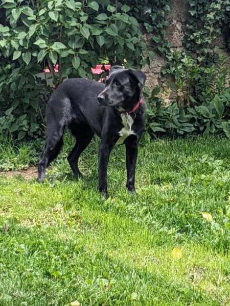 Sofi 🥰 verschmust und anschmiegsam - auf PS in Bayern