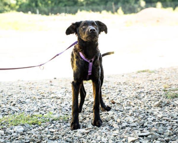Unser süßer Wirbelwind Nala sucht ein neues Kuschelkörbchen