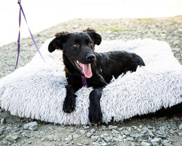 Unser süßer Wirbelwind Nala sucht ein neues Kuschelkörbchen