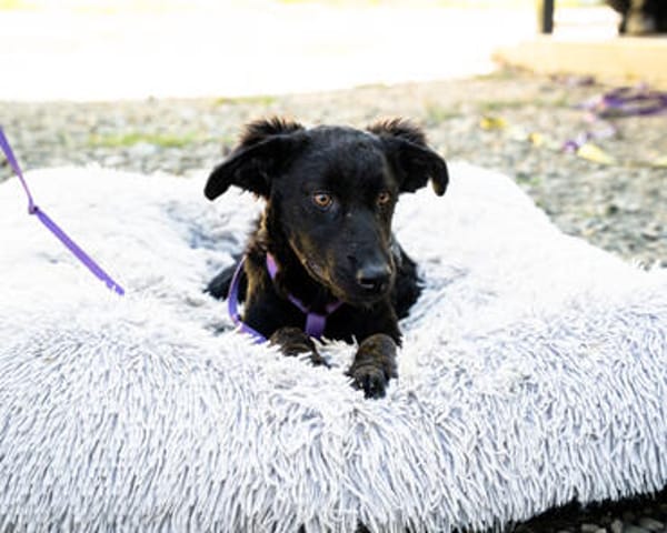 Unser süßer Wirbelwind Nala sucht ein neues Kuschelkörbchen