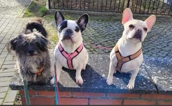 Amy - Familie gesucht