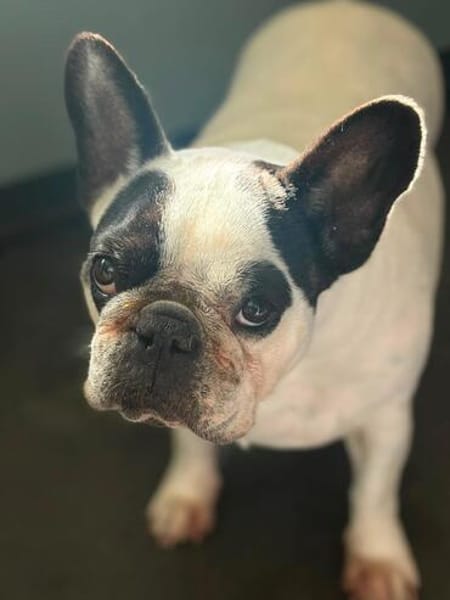 Amy - Familie gesucht